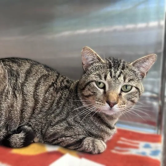 An adult large-sized male Brown / Chocolate Domestic Short Hair cat named Red Velvet for adoption in Davenport, IA