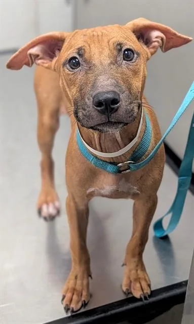 A young small-sized female Pit Bull Terrier dog named Asteroid for adoption in Fort Lauderdale, FL