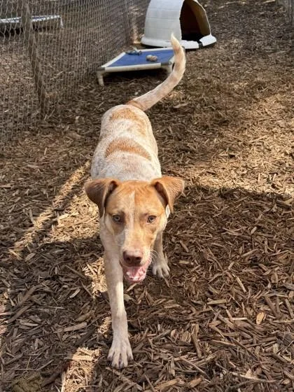 A baby medium-sized female Redbone Coonhound dog named Rosie for adoption in Cumming, GA