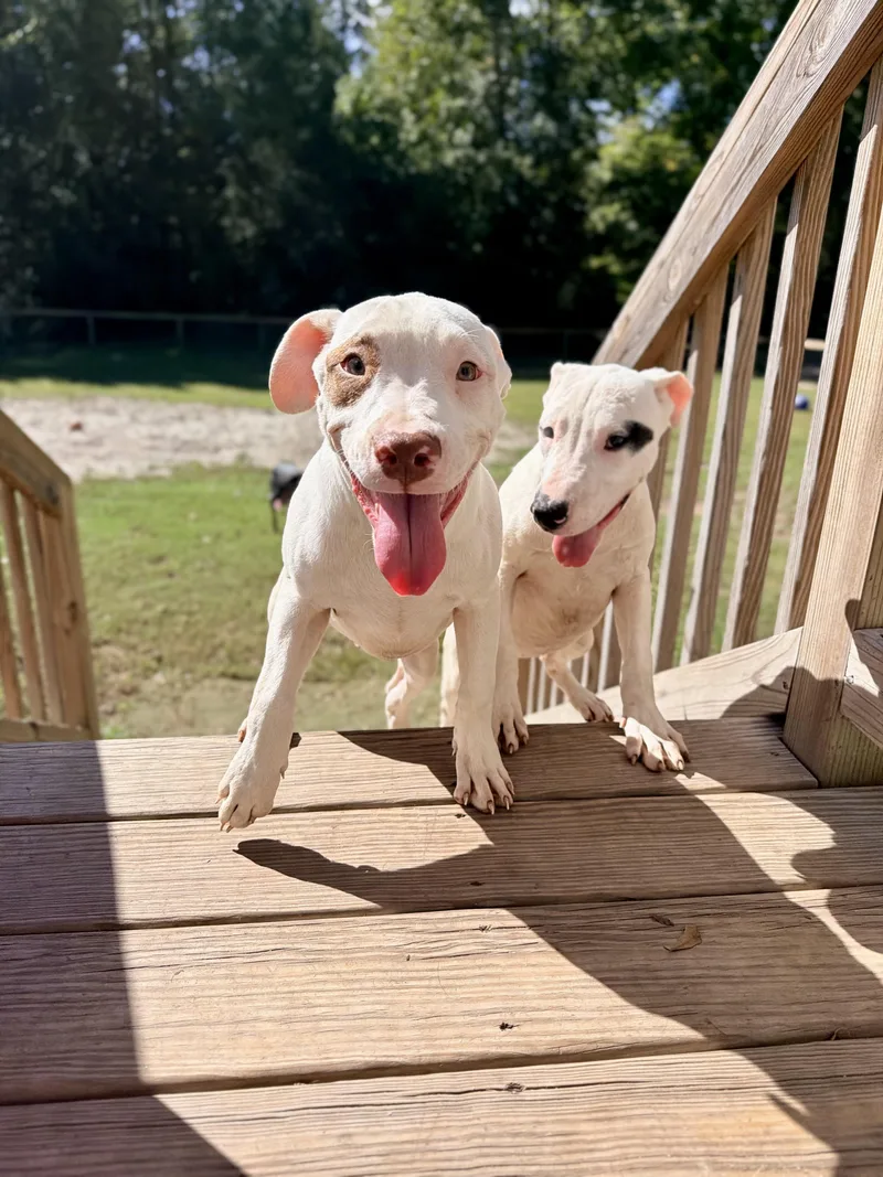 A young medium-sized female Pit Bull Terrier dog named Hocus for adoption in Vanceboro , NC