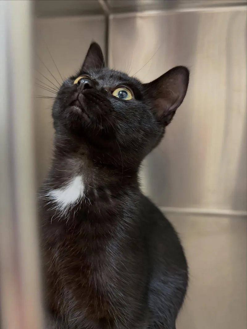 A baby small-sized male Black Domestic Short Hair cat named Vader for adoption in Holland, MI