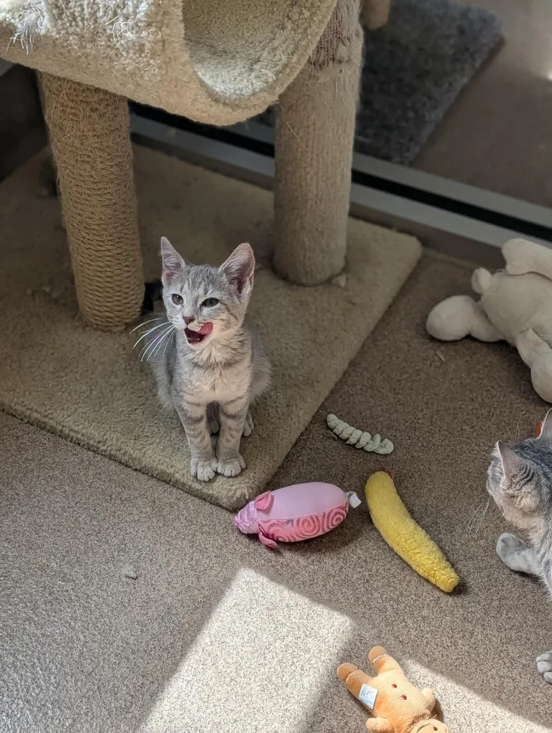 A baby medium-sized female Tabby (Gray / Blue / Silver) Domestic Short Hair cat named Weedle for adoption in Chambersburg, PA