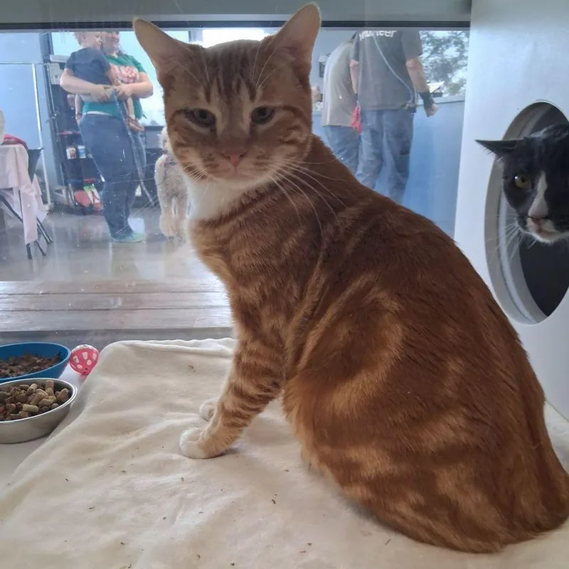 An adult medium-sized male Domestic Short Hair cat named Pumpkin for adoption in Kingman, AZ