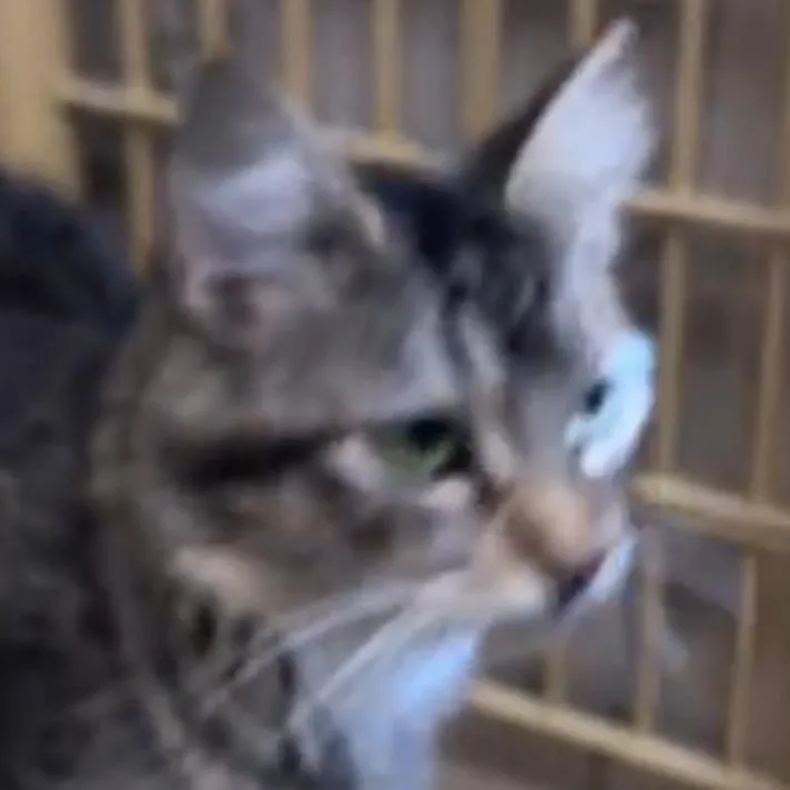 A young small-sized female Gray / Blue / Silver Domestic Short Hair cat named Daisy for adoption in Midland, TX