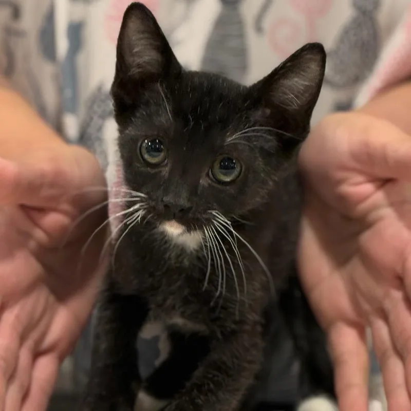 A young small-sized male Black Domestic Short Hair cat named Ikshan for adoption in Tucson, AZ