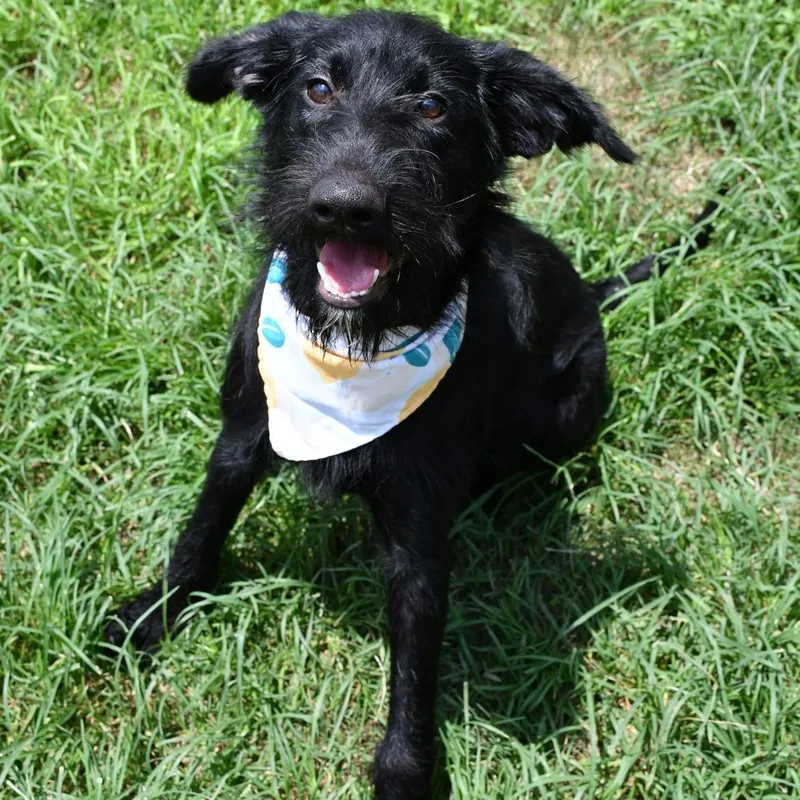 An adult medium-sized female Black Terrier dog named Chickidee for adoption in Beaumont, TX