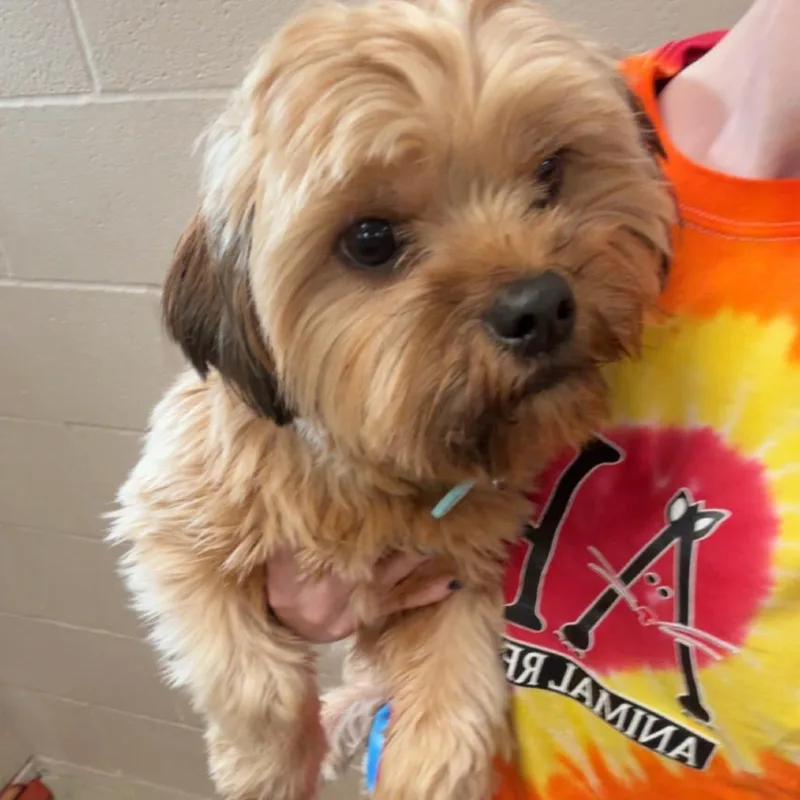 A young small-sized male Red / Chestnut / Orange Yorkshire Terrier dog named Rusty for adoption in Muncie, IN