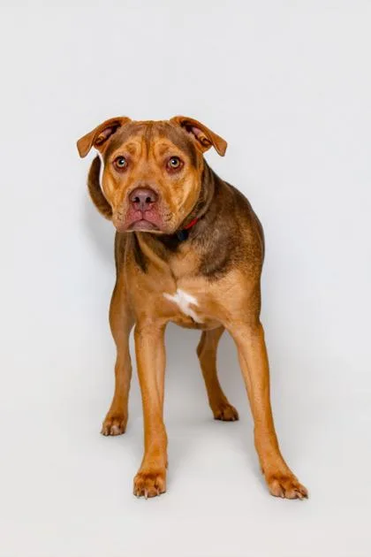 A young medium-sized male Mixed Breed dog named Buddie for adoption in Sevierville, TN