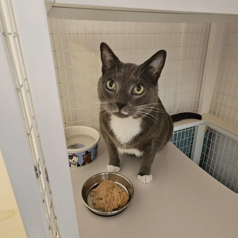 An adult large-sized male Domestic Short Hair cat named Lucas for adoption in Melbourne, FL