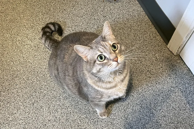 An adult extra large-sized female Dilute Tortoiseshell Domestic Short Hair cat named Snowball for adoption in Lincoln, NE