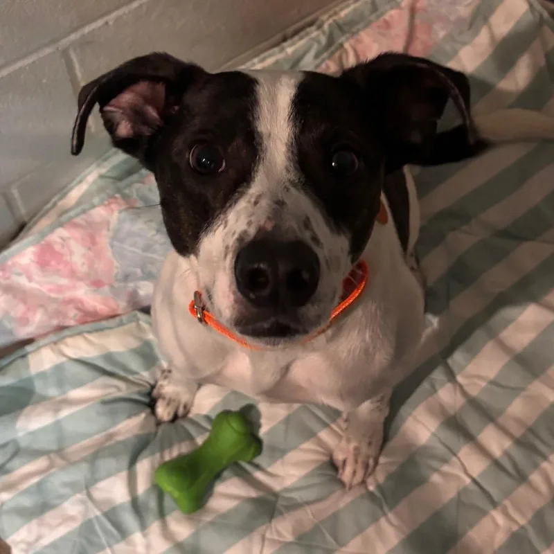 An adult small-sized male Black Cattle Dog dog named Leo Copper for adoption in Shawnee, KS