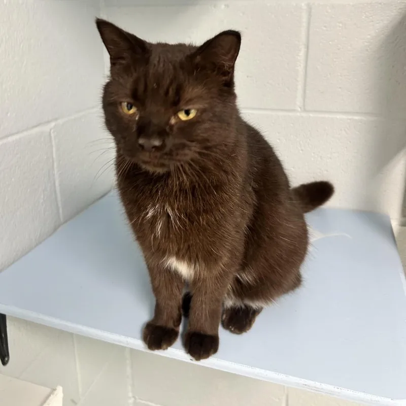 An adult medium-sized male Black Domestic Medium Hair cat named Choco for adoption in Newport, NC