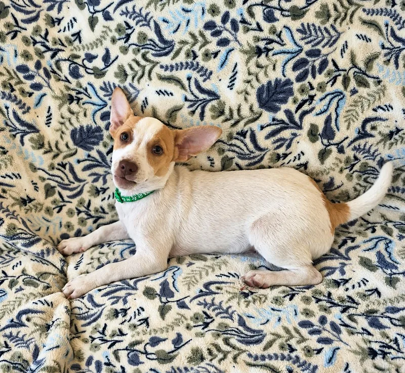 A baby small-sized male Corgi dog named Benny for adoption in Media, PA