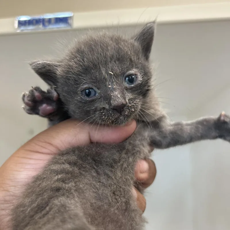 A baby small-sized female Gray / Blue / Silver Domestic Short Hair cat named McGregor for adoption in Corpus Christi, TX