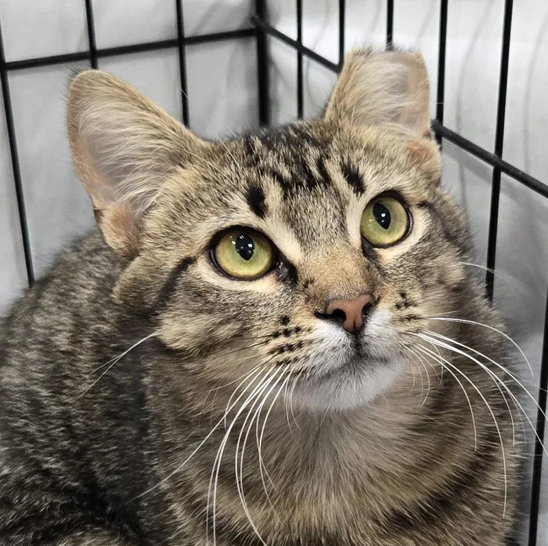 A young medium-sized male Tabby (Brown / Chocolate) Domestic Short Hair cat named Ford for adoption in Mokena, IL