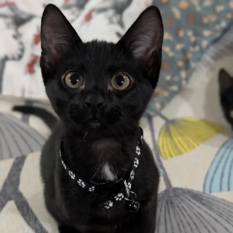 A baby small-sized male Black Domestic Short Hair cat named Fern for adoption in Madison, WI