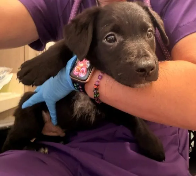 A baby small-sized male Border Collie dog named Icterus for adoption in Baytown, TX