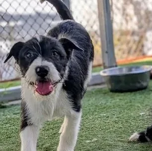 A young medium-sized male Terrier dog named C for adoption in Ridgecrest, CA
