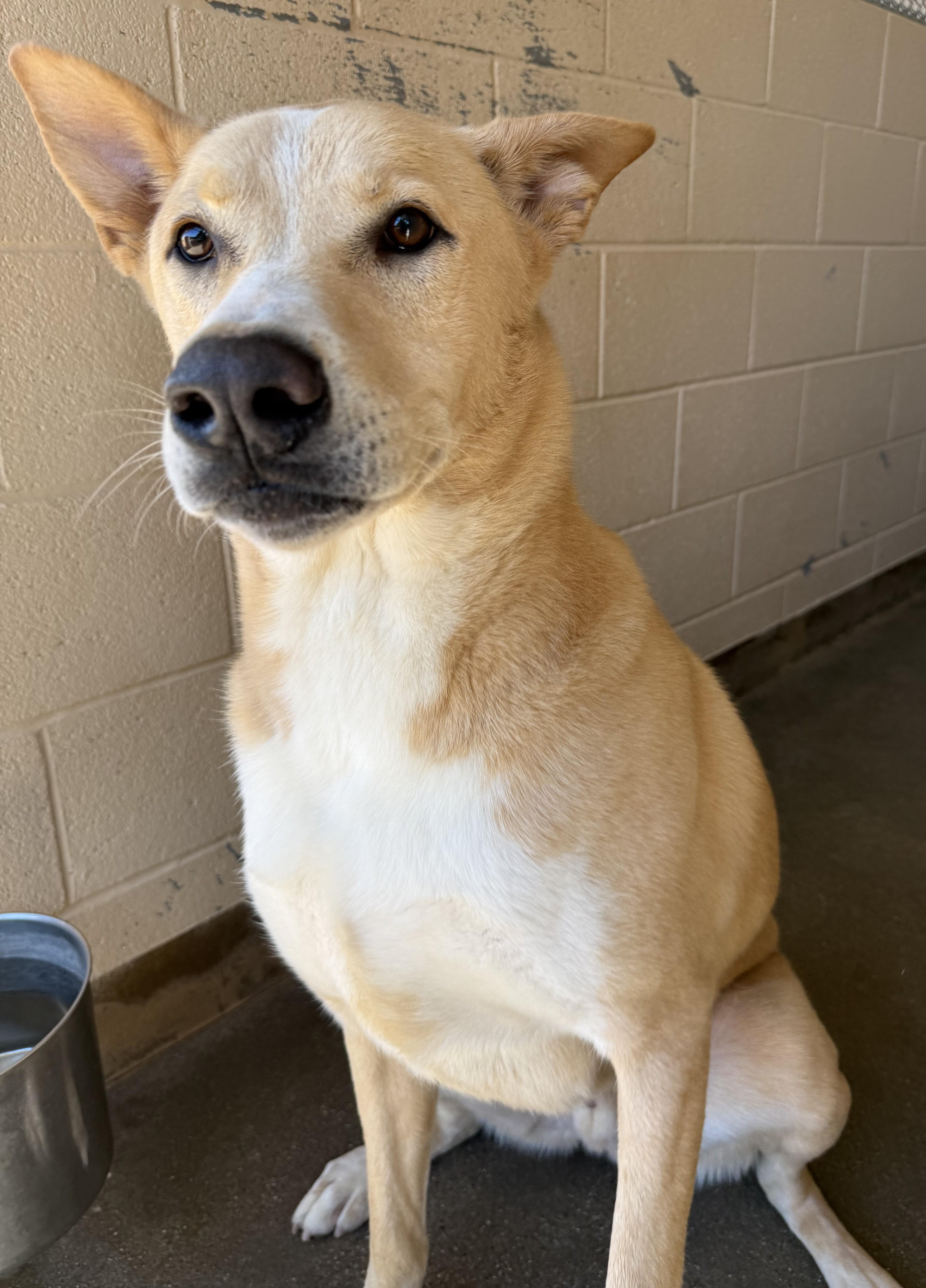 An adult large-sized male German Shepherd Dog named Buddy for adoption in Sierra Vista, AZ
