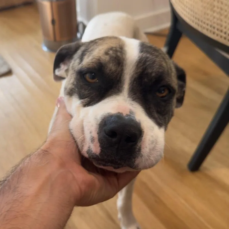 An adult medium-sized male Boxer dog named Hapu for adoption in Santa Monica, CA