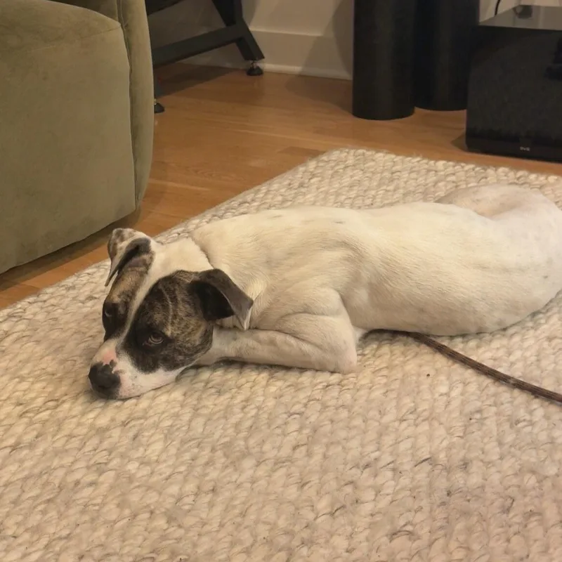 Hapu thumbnail 2