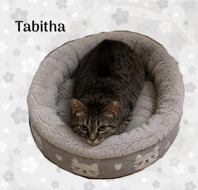 An adult medium-sized female Tabby (Brown / Chocolate) Domestic Short Hair cat named Tabitha for adoption in Hamilton, NJ