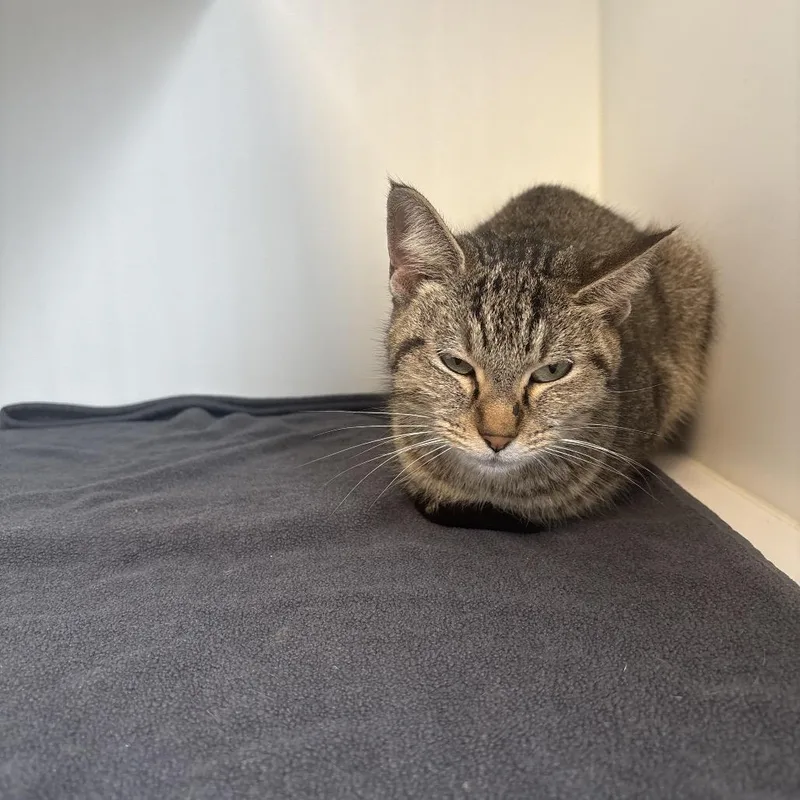 Lcflounder thumbnail 2