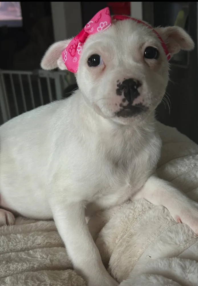 A baby medium-sized female Black Pit Bull Terrier dog named Tiffany for adoption in Naperville, IL