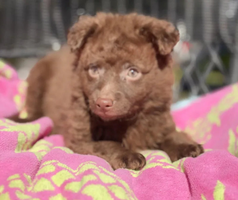 A baby small-sized female Brown / Chocolate Mixed Breed dog named Shelby for adoption in Mt Pleasant, SC