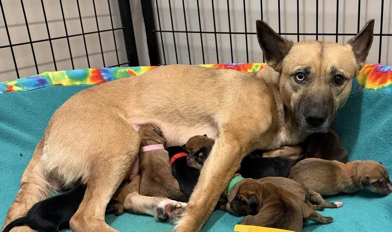 An adult medium-sized female Tricolor (Brown, Black, & White) Shepherd dog named Zen for adoption in Clinton Township, MI