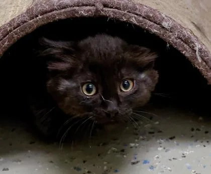 A baby small-sized male Domestic Long Hair cat named Sawyer for adoption in Baraboo, WI