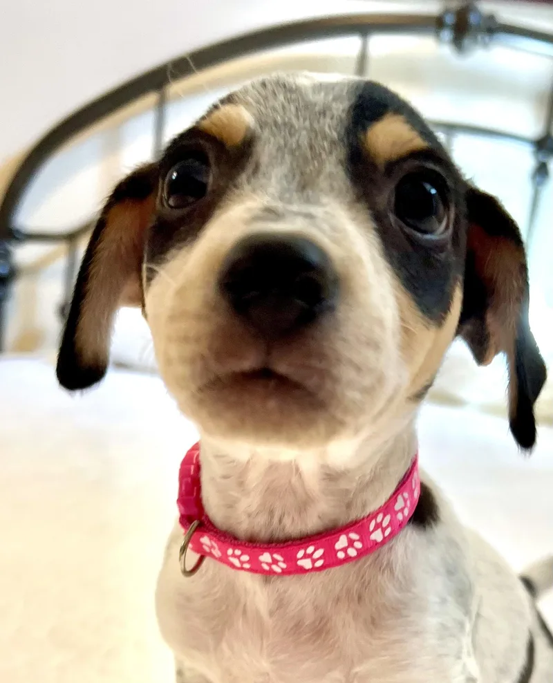 A baby medium-sized female White / Cream Australian Cattle Dog / Blue Heeler dog named Stasia for adoption in Pawleys Island, SC