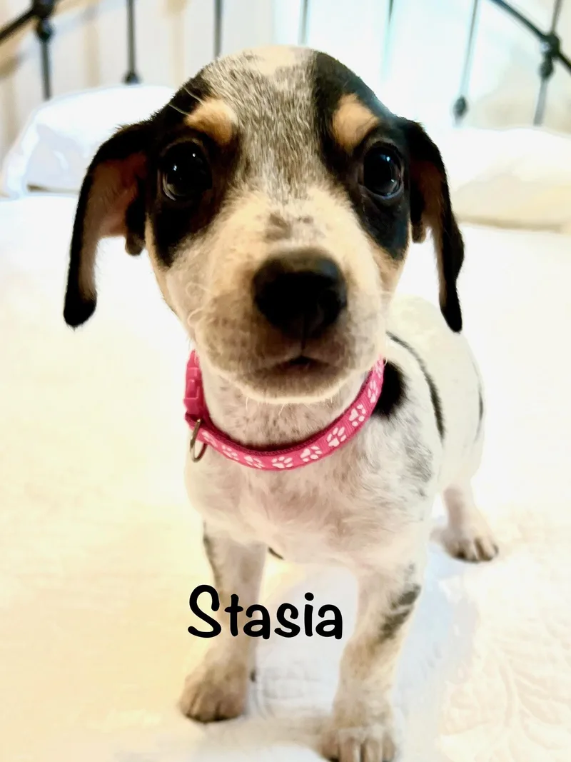 Stasia thumbnail 2