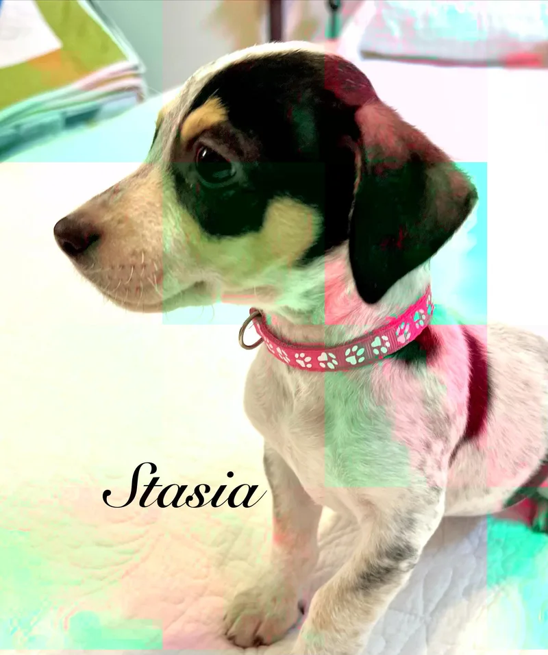 Stasia thumbnail 3