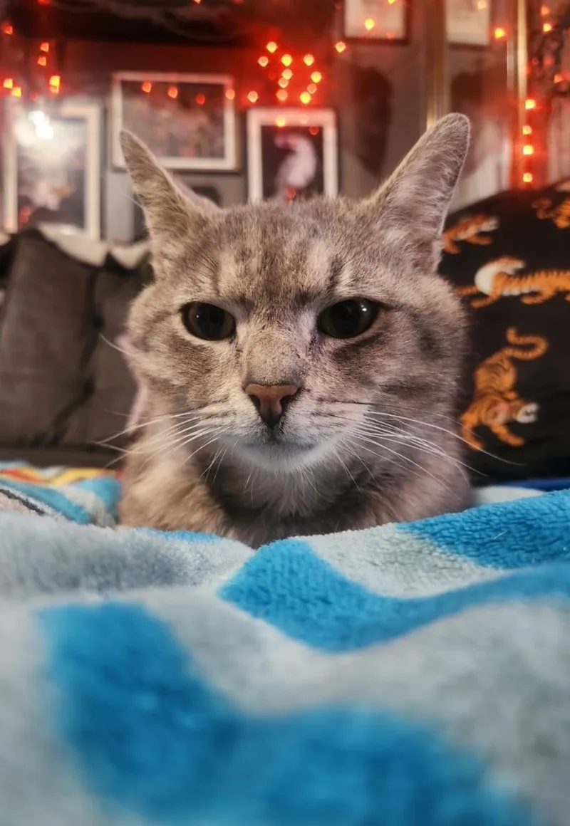 A young medium-sized male Domestic Short Hair cat named Romeo for adoption in Allentown, PA