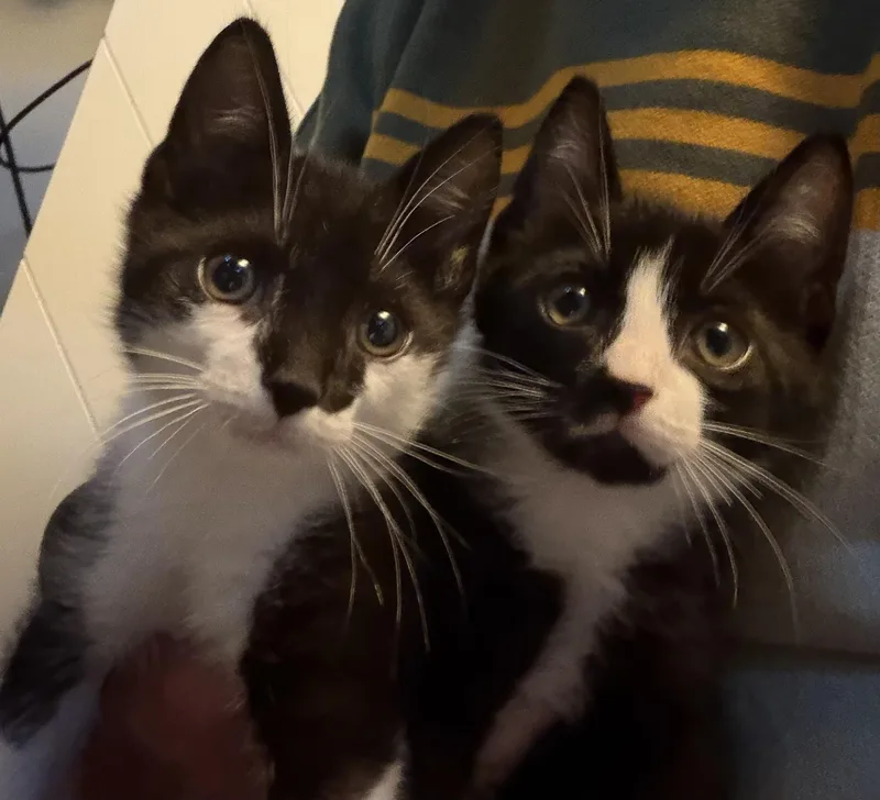 A baby medium-sized male Domestic Short Hair cat named Smudge for adoption in Ephrata, WA