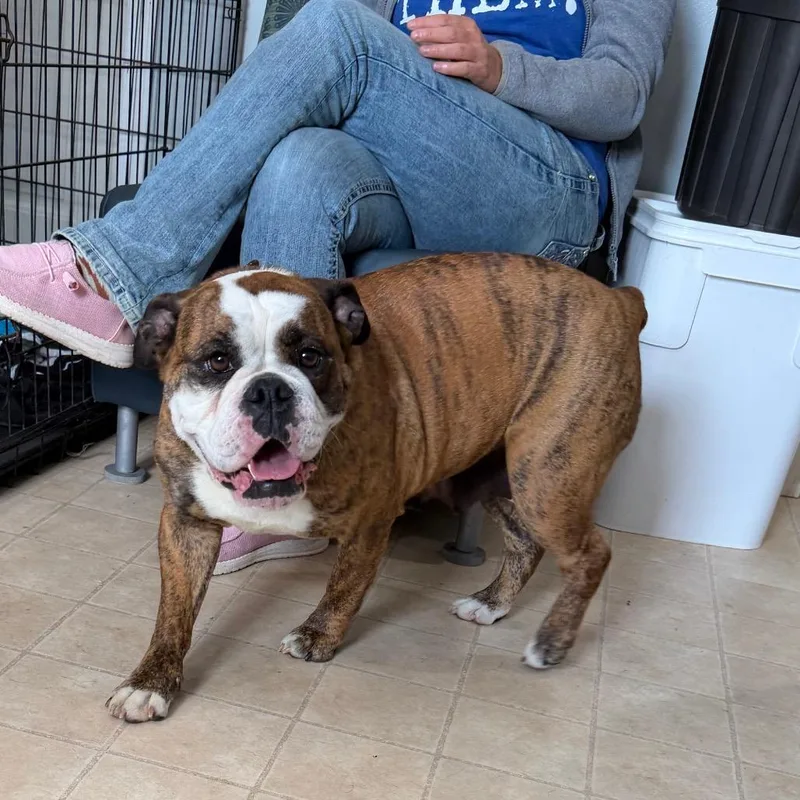 An adult medium-sized female Brindle English Bulldog dog named Bella for adoption in Hohenwald, TN