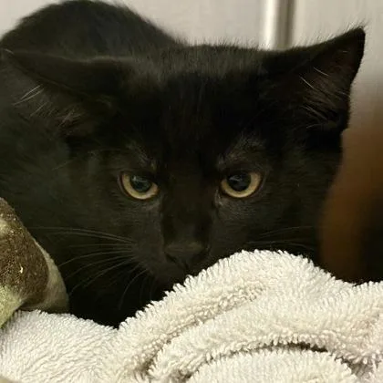 A baby medium-sized female Domestic Short Hair cat named Peppercorn for adoption in Sacramento, CA