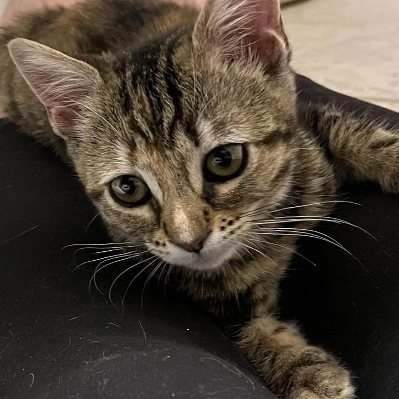 A baby small-sized female Brown / Chocolate Domestic Short Hair cat named Bessie for adoption in Los Angeles, CA