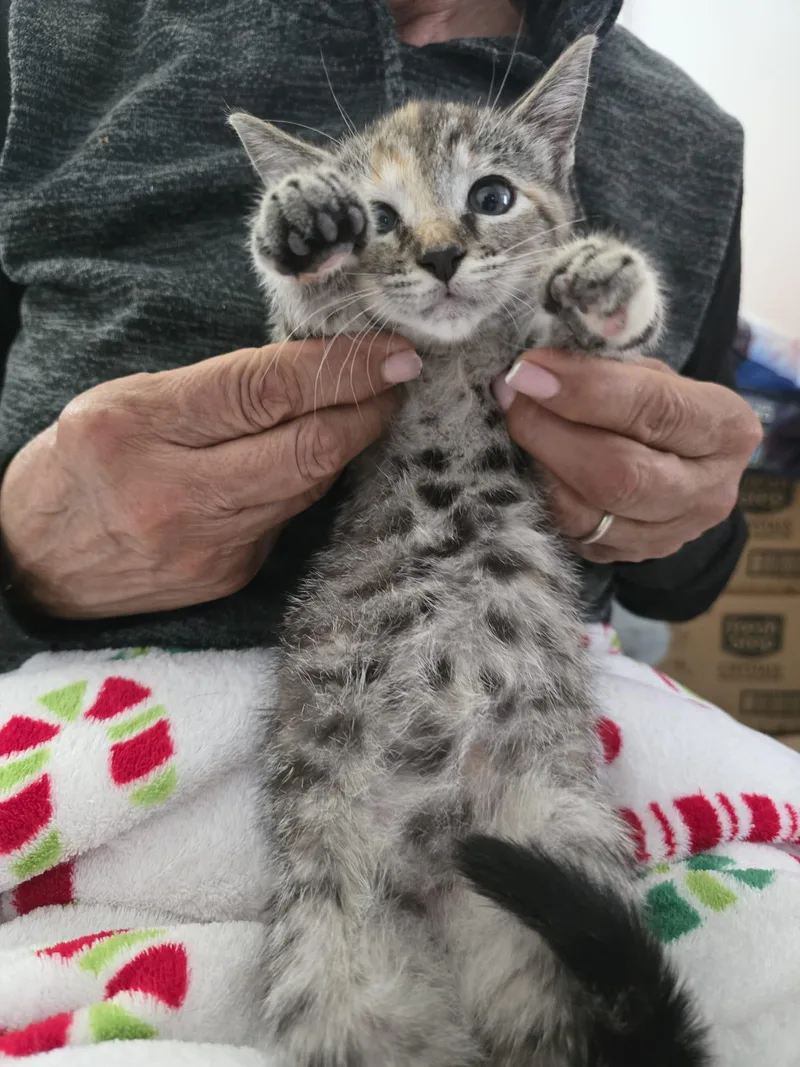 A baby medium-sized male Gray & White Tabby cat named Muffin for adoption in Parkland, FL