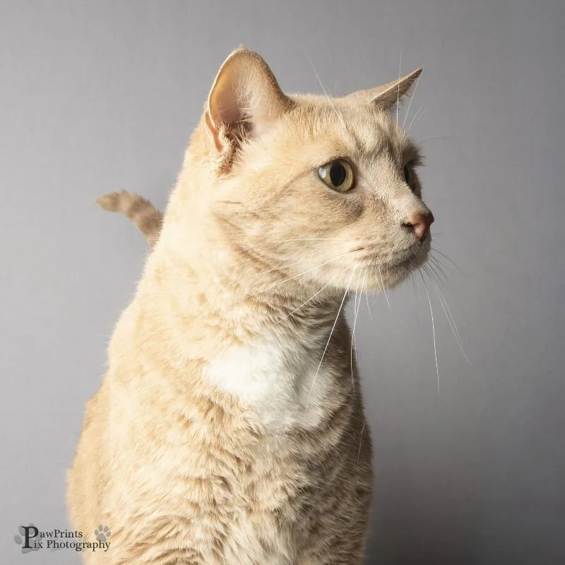 An adult large-sized male Tabby (Orange / Red) Domestic Short Hair cat named Neptune for adoption in Maryville, TN