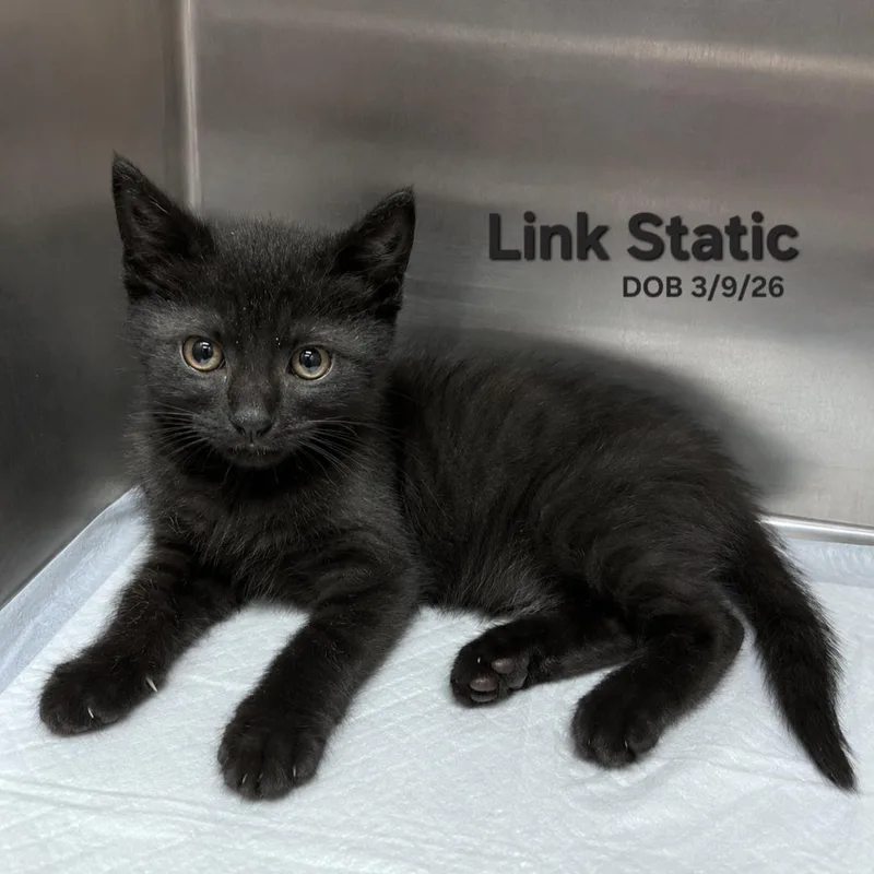 Link Static