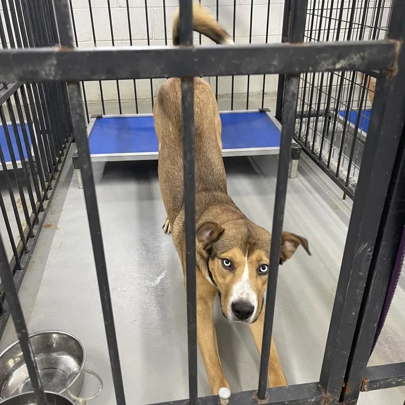A young medium-sized male Yellow / Tan / Blond / Fawn Mixed Breed dog named Gregory for adoption in Henderson, KY