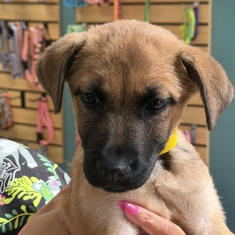 A baby small-sized female Retriever dog named Stevie for adoption in Columbus, GA