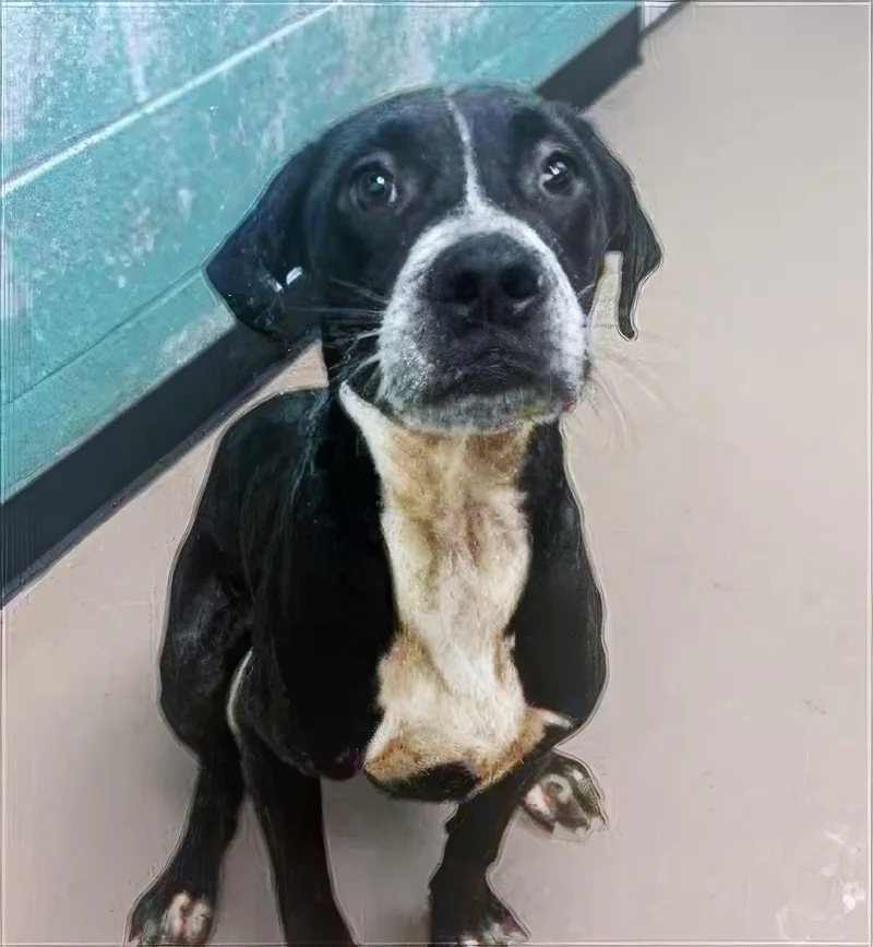 A young medium-sized male Black Mixed Breed dog named Blackberry for adoption in Nashville, TN