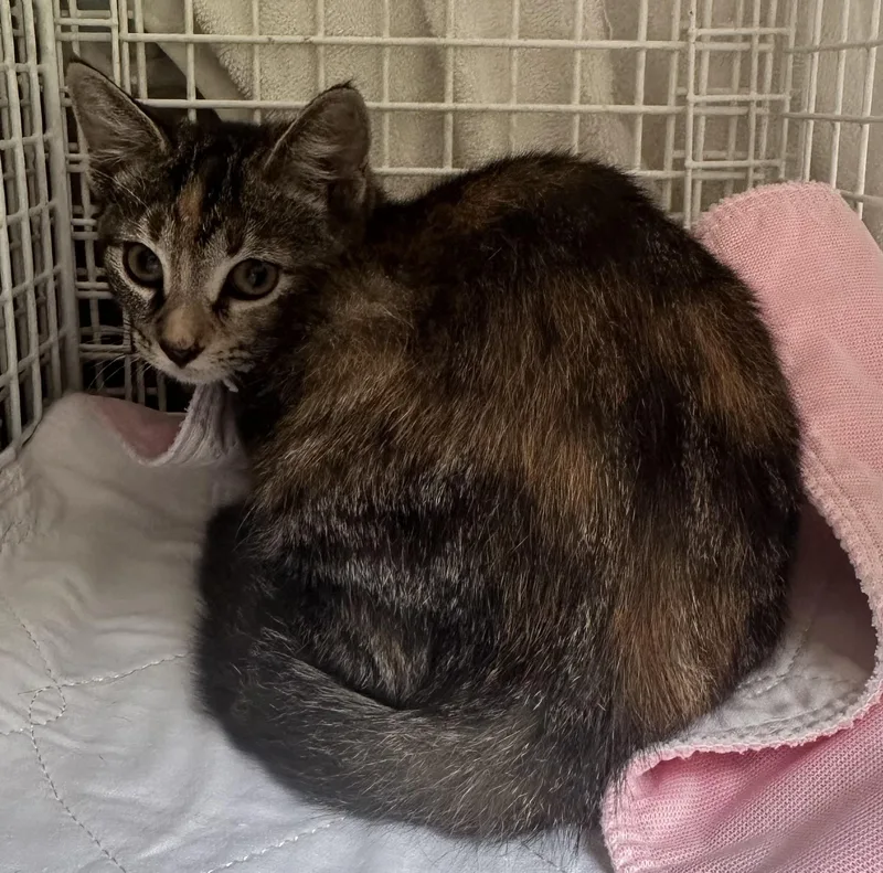 A baby medium-sized female Brown / Chocolate Tabby cat named Chloe for adoption in Valhalla, NY
