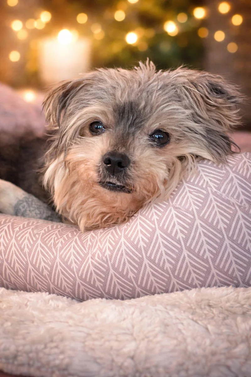 Mr Trussy thumbnail 2