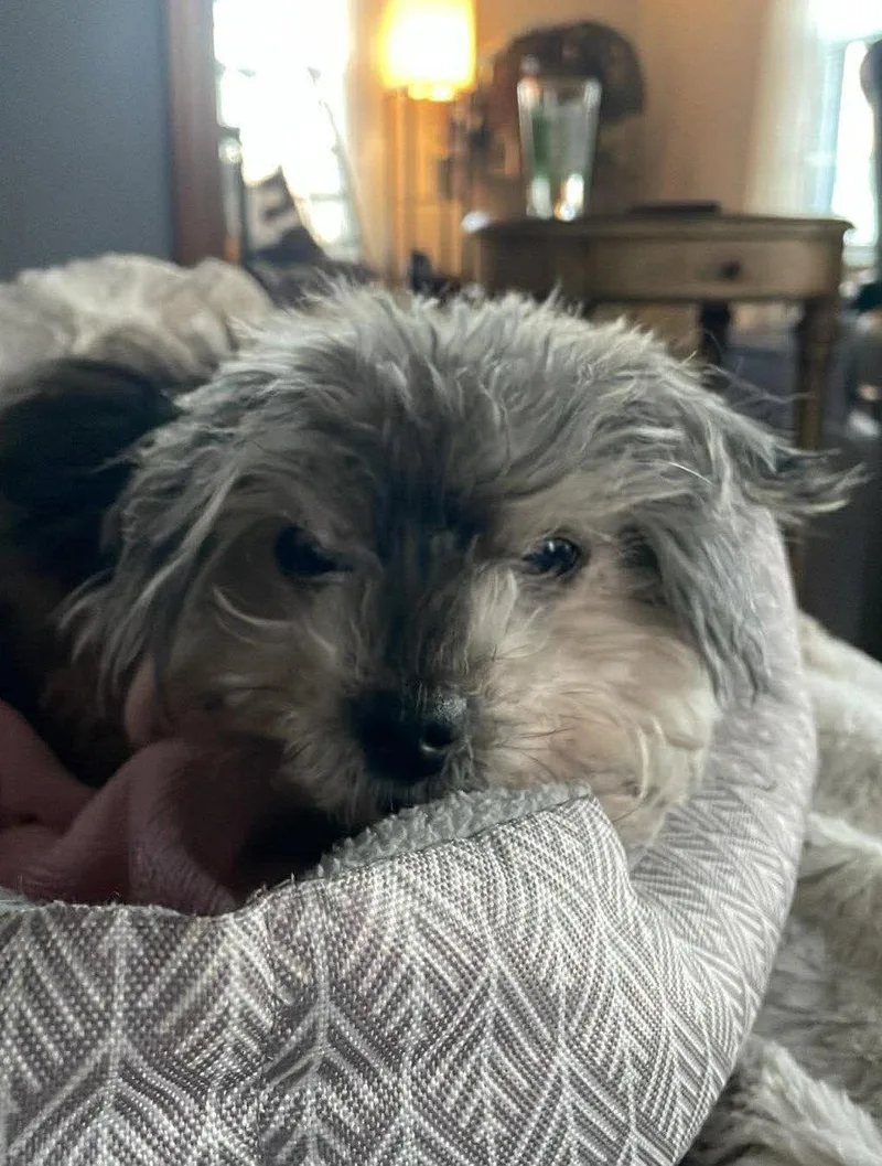 Mr Trussy thumbnail 3