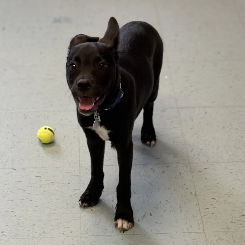 A baby medium-sized male Black Boxer dog named Cooper for adoption in Bardstown, KY