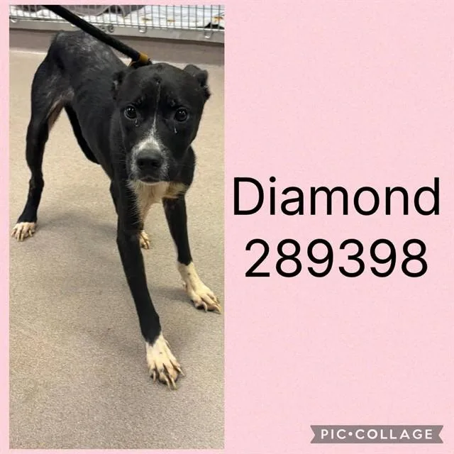 A young medium-sized female Mixed Breed dog named Diamond for adoption in Macon, GA